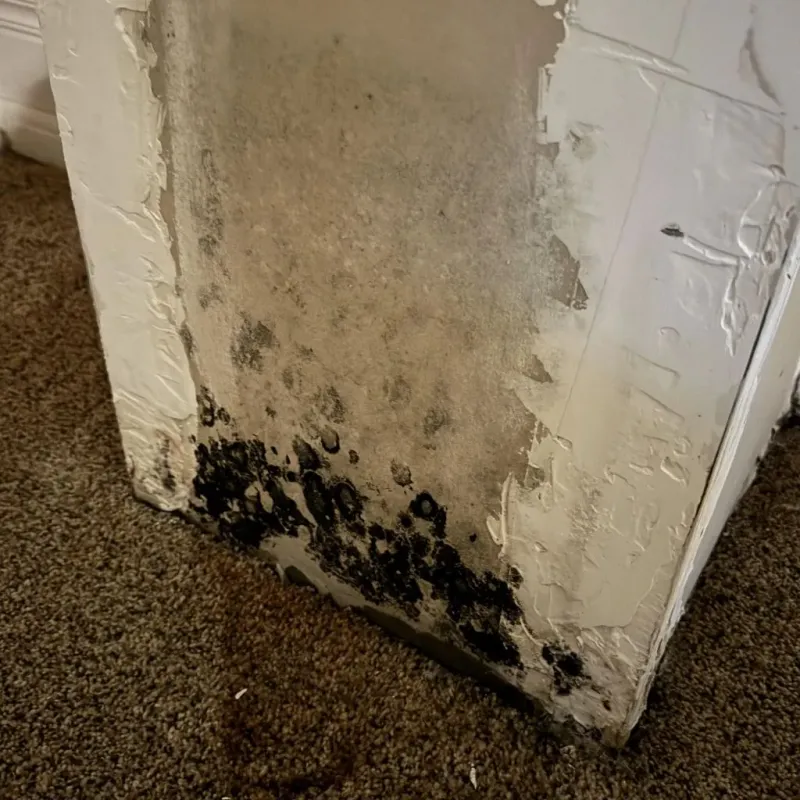 Professional Mold Removal in Webster County, IA